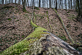 Bernhard Saalfeld - Tretschbachtal (5v9)